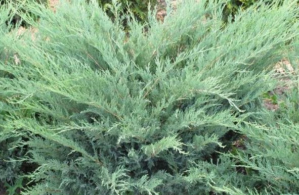 Можжевельник казацкий Глаука